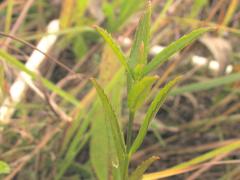 (False Dragonhead) (False Dragonhead)