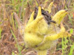 (Compass Plant) fruit (Compass Plant) fruit