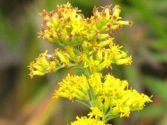 (Old-field Goldenrod) flowers (Old-field Goldenrod) flowers