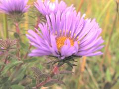 (New England Aster) (New England Aster)