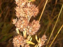 (Round-Headed Bush Clover) (Round-Headed Bush Clover)