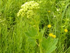 (Pale Indian Plantain) (Pale Indian Plantain)