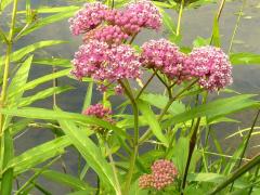 (Swamp Milkweed) (Swamp Milkweed)