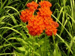 (Butterfly Milkweed) (Butterfly Milkweed)
