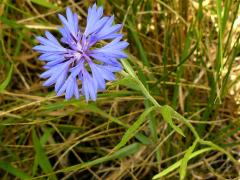 (Garden Cornflower) (Garden Cornflower)