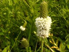 (White Prairie Clover) (White Prairie Clover)