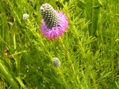 (Purple Prairie Clover) (Purple Prairie Clover)