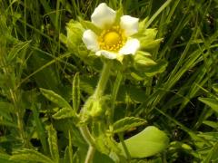 (Prairie Cinquefoil) (Prairie Cinquefoil)