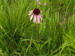 (Purple Coneflower) (Purple Coneflower)