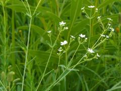 (Flowering Spurge) (Flowering Spurge)