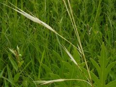 (Porcupine Grass) (Porcupine Grass)