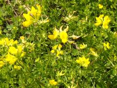 (Bird's-foot Trefoil) (Bird's-foot Trefoil)