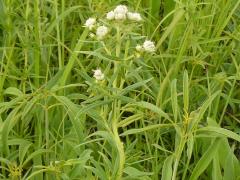 (Common Mountain Mint) (Common Mountain Mint)