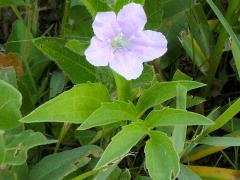 (Wild Petunia) (Wild Petunia)