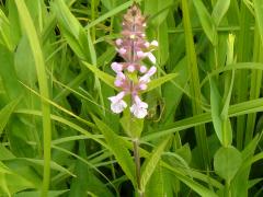 (Marsh Hedge Nettle) (Marsh Hedge Nettle)