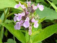 (American Germander) (American Germander)