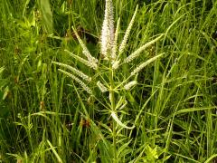(Culver's Root) (Culver's Root)