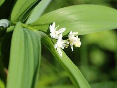 (Starry Solomon's Seal) (Starry Solomon's Seal)