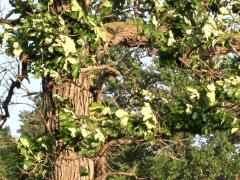 (Bur Oak)