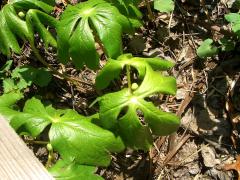 (May Apple)
