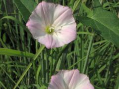 (Field Bindweed) (Field Bindweed)