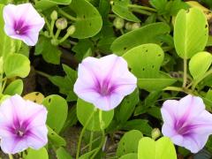 (Seaside Morning Glory) (Seaside Morning Glory)