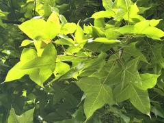 (Formosan Sweetgum) leaves (Formosan Sweetgum) leaves