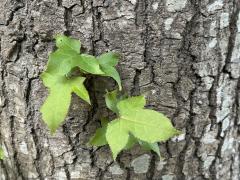 (Formosan Sweetgum) trunk (Formosan Sweetgum) trunk