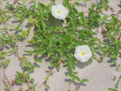 (Beach Morning Glory) (Beach Morning Glory)