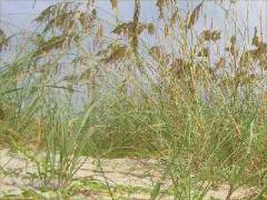 (Seaside Oats) plants (Seaside Oats) plants