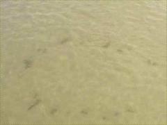 (Seaside Oats) tide (Seaside Oats) tide