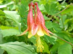 (Wild Columbine) (Wild Columbine)