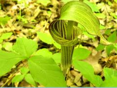 (Jack-in-the-Pulpit) (Jack-in-the-Pulpit)