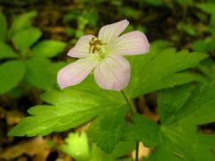 (Wild Geranium) (Wild Geranium)
