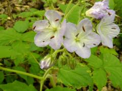 (Great Waterleaf) (Great Waterleaf)