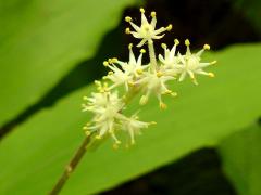 (Feathery False Soloman's Seal) flowers (Feathery False Soloman's Seal) flowers