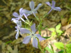 (Woodland Phlox) (Woodland Phlox)
