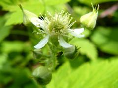 (Black Raspberry) (Black Raspberry)