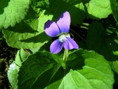 (Common Blue Violet) (Common Blue Violet)