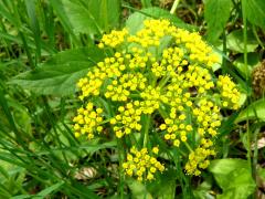 (Golden Alexanders) (Golden Alexanders)