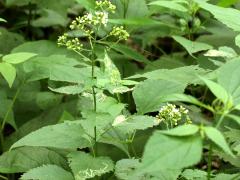 (White Snakeroot) (White Snakeroot)