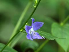 (Tall Bellflower) flower (Tall Bellflower) flower