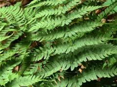 (Marginal Wood Fern) (Marginal Wood Fern)