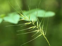 (Bottlebrush Grass) (Bottlebrush Grass)