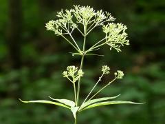(Purple Joe Pye Weed) (Purple Joe Pye Weed)