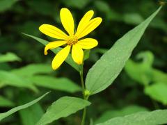 (Woodland Sunflower) (Woodland Sunflower)