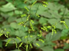 (Pointed-leaved Tick-trefoil) fruit (Pointed-leaved Tick-trefoil) fruit