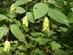(Ironwood) fruit (Ironwood) fruit