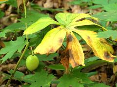 (May Apple) fruit (May Apple) fruit