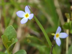 (Azure Bluet) (Azure Bluet)